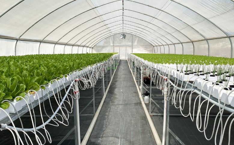 Benefits Of Organic Hydroponic Greenhouses